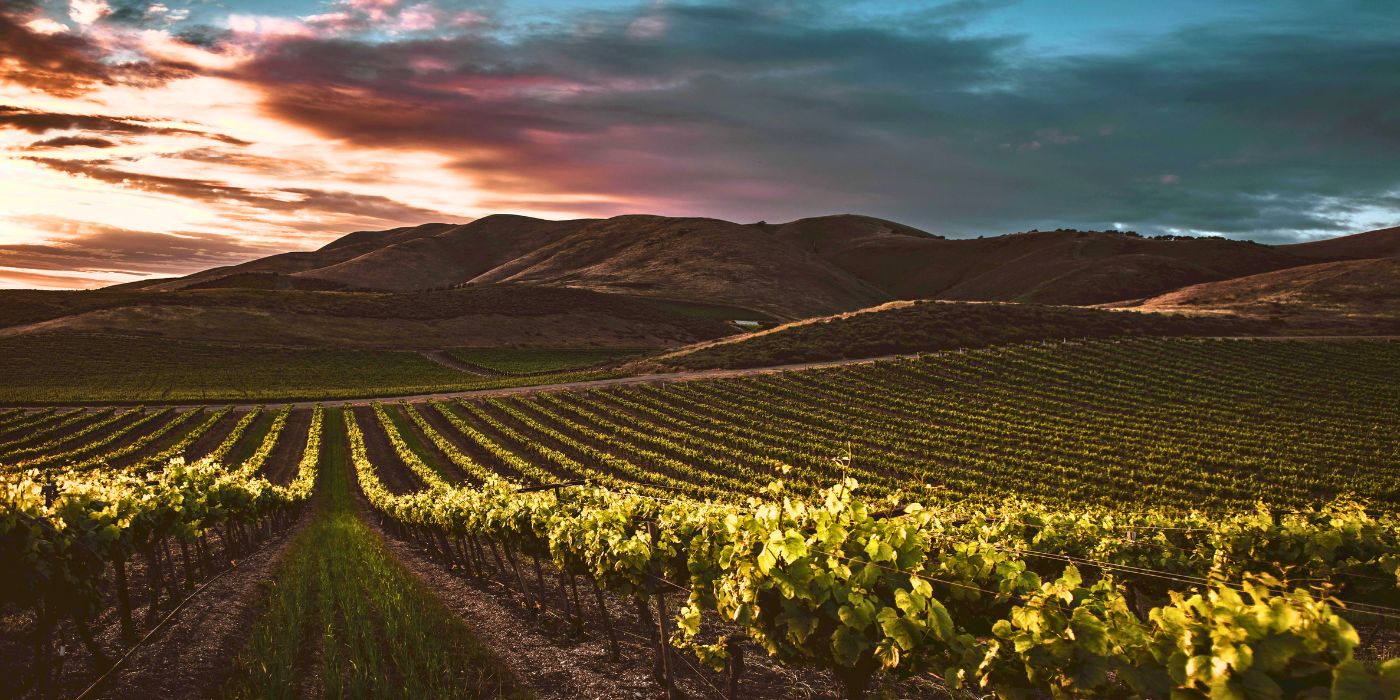 commercial vineyard