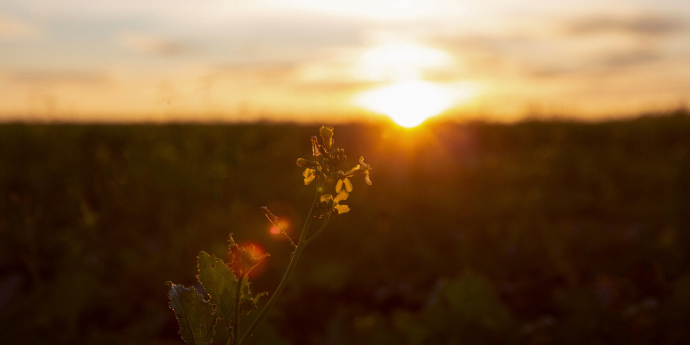 flower with sunlight behind